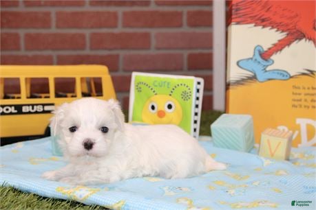 Maltese dogs for sale: Maltese 1 - Ad 1