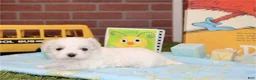 Maltese dogs for sale: Maltese 1 - Ad 1