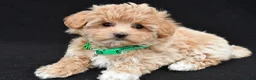 Maltipoo dogs for sale: Allie - Ad 2
