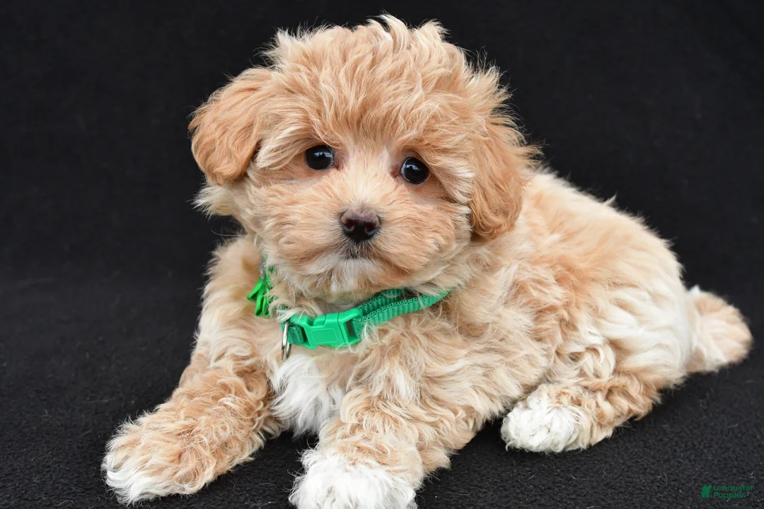 Maltipoo dogs for sale: Allie - Ad 2