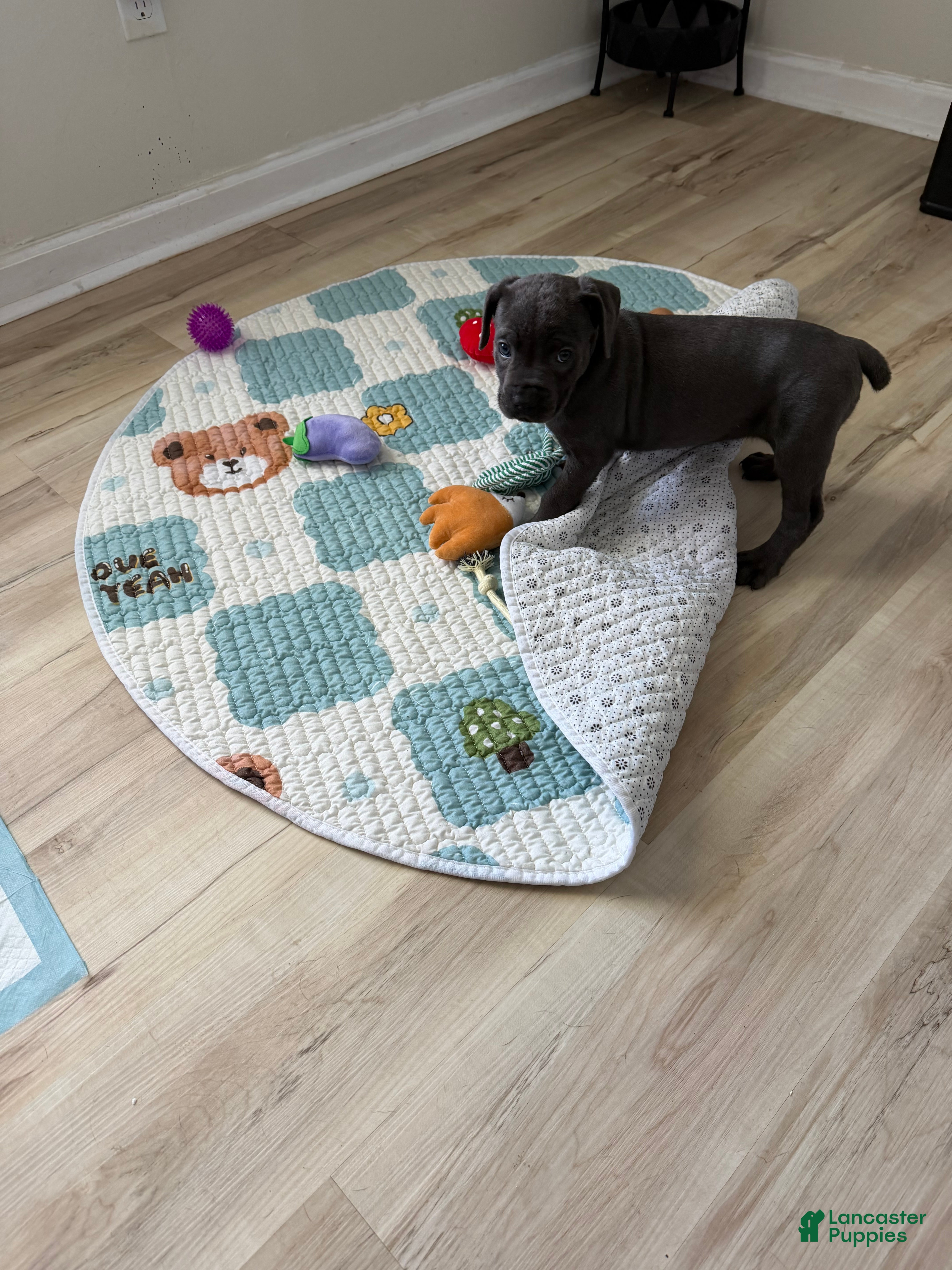 Cane Corso dogs Ashra - Ad 5