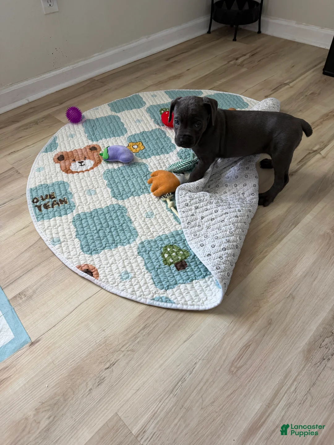 Cane Corso dogs for sale: Ashra - Ad 1