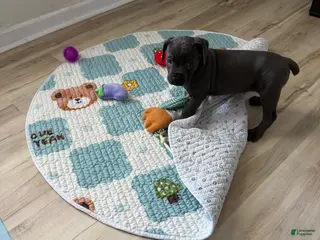 Cane Corso dogs Ashra - Ad 2