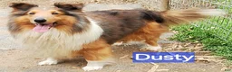 Shetland Sheepdog dogs for sale: Rover - Ad 6