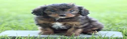 Cavapoo dogs for sale: Dahlia  - Ad 3