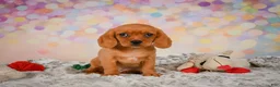 Beaglier dogs for sale: Brianna - Ad 11