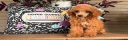 Toy Poodle dogs for sale: Mika - Ad 3