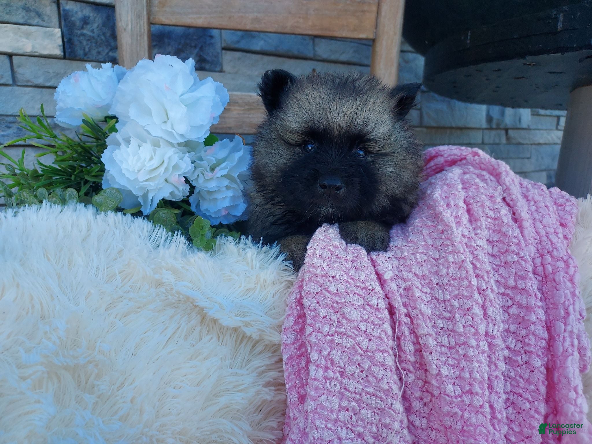 Keeshond dogs Shannia - Ad 1