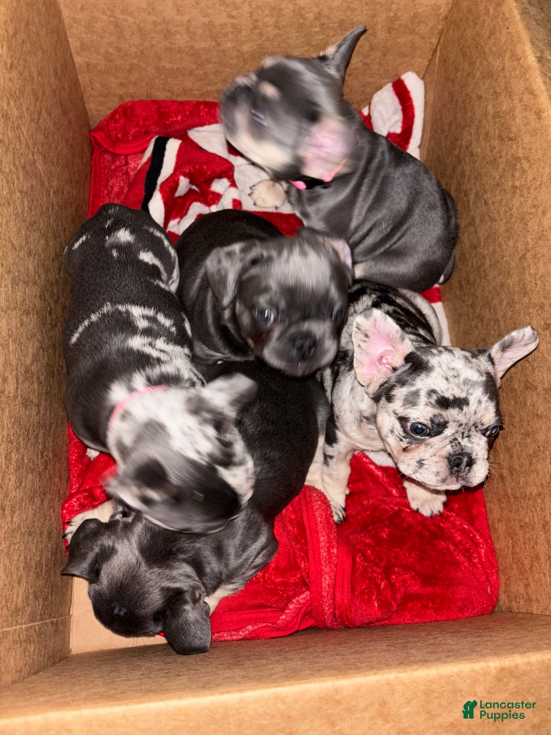 French Bulldog dogs for sale: Diesel - Ad 11