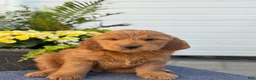Goldendoodle dogs for sale: Tommy - Ad 7