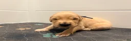 Golden Retriever dogs for sale: Golden Blue Olie - Ad 3