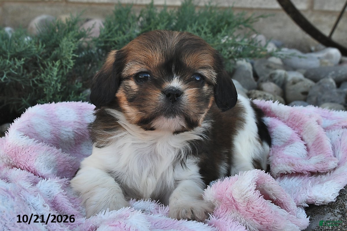 Mixed Breed dogs Bailey  - Ad 1