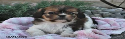 Mixed Breed dogs for sale: Bailey  - Ad 1
