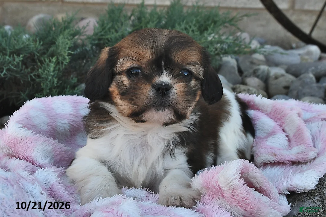 Mixed Breed dogs for sale: Bailey  - Ad 1