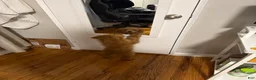 Cavapoo dogs for sale: Cavapoo Puppy 1 - Ad 4