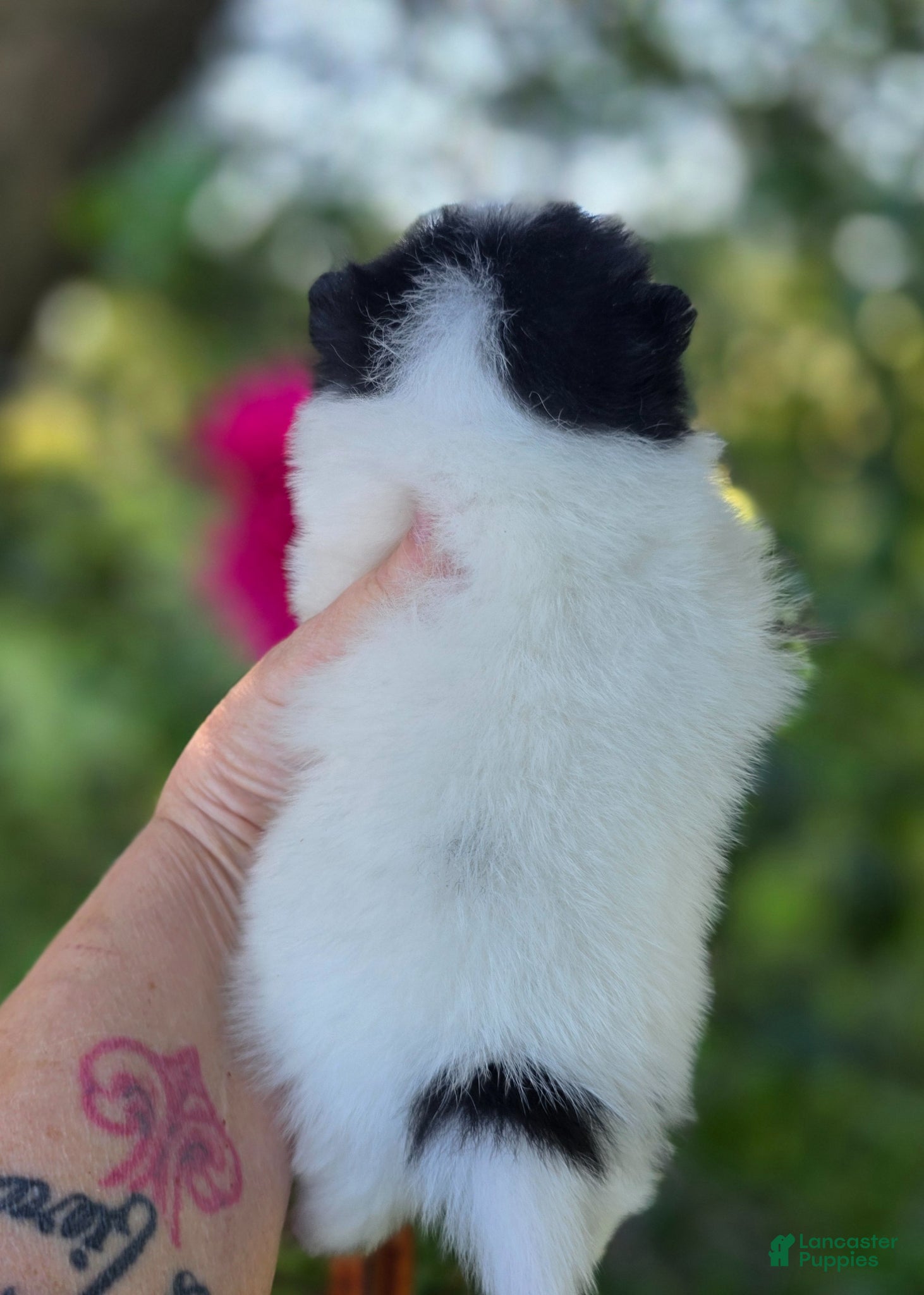 Pomeranian dogs Rumor  - Ad 2