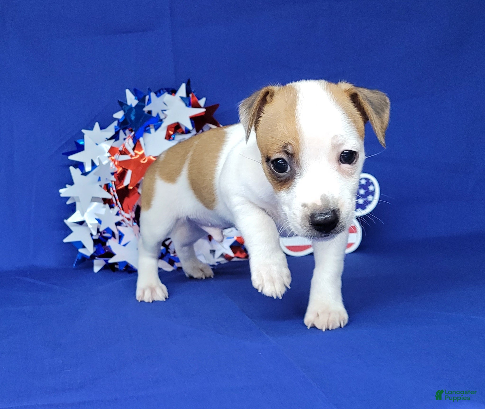 Jack Russell Terrier dogs Jax purebred JRT - Ad 1