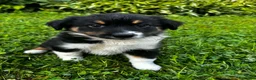 Australian Shepherd dogs for sale: Rosie - Ad 1