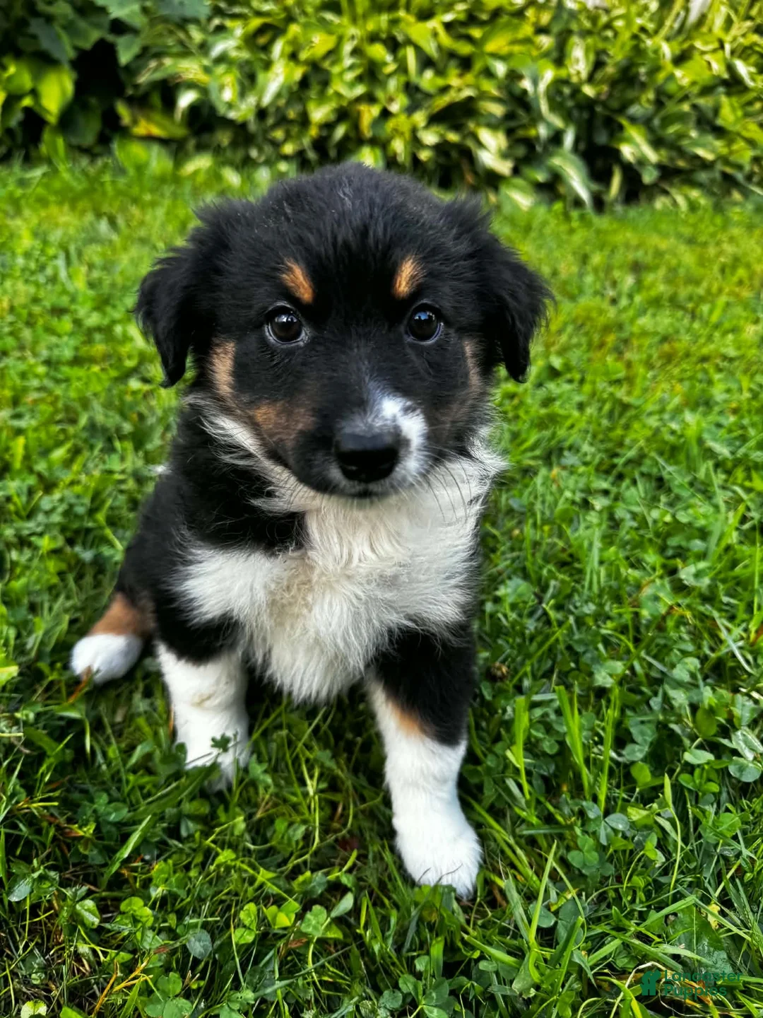 Australian Shepherd dogs for sale: Rosie - Ad 1