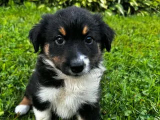 Australian Shepherd dogs Rosie - Ad 9