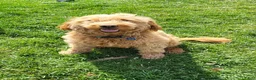 Mini Goldendoodle dogs for sale: Ivy - Ad 6