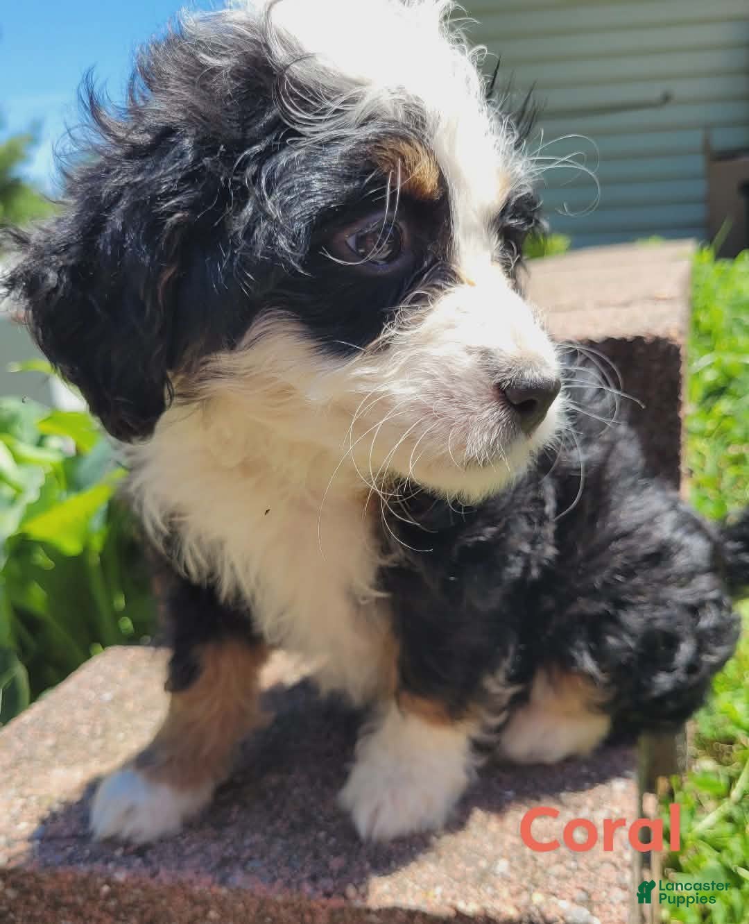 Mini Bernedoodle dogs Coral - Ad 2