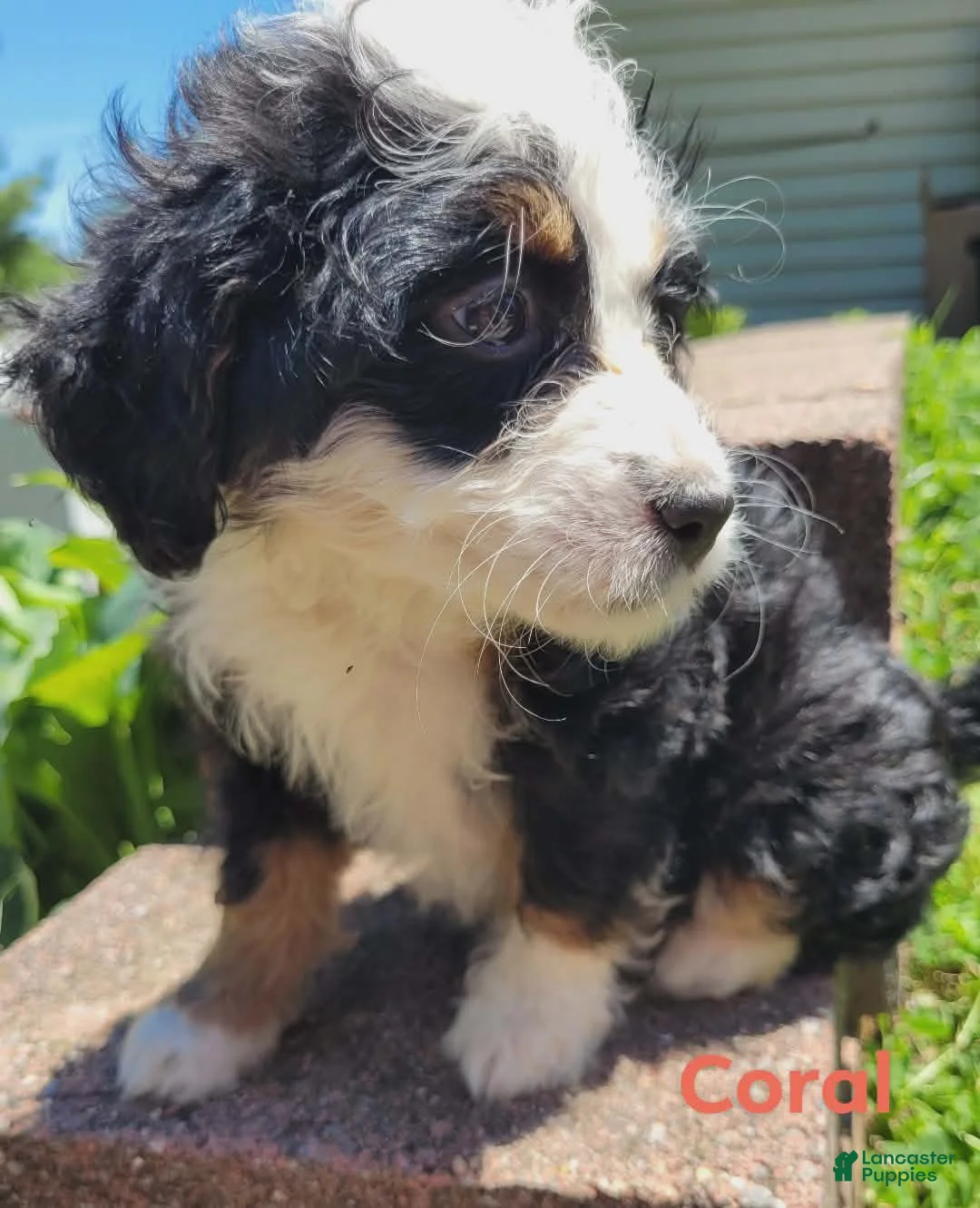 Mini Bernedoodle dogs for sale: Coral - Ad 2