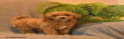 Cavapoo dogs for sale: Starburst  - Ad 3