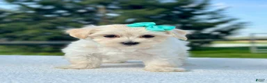 Girl Maltipoo 1