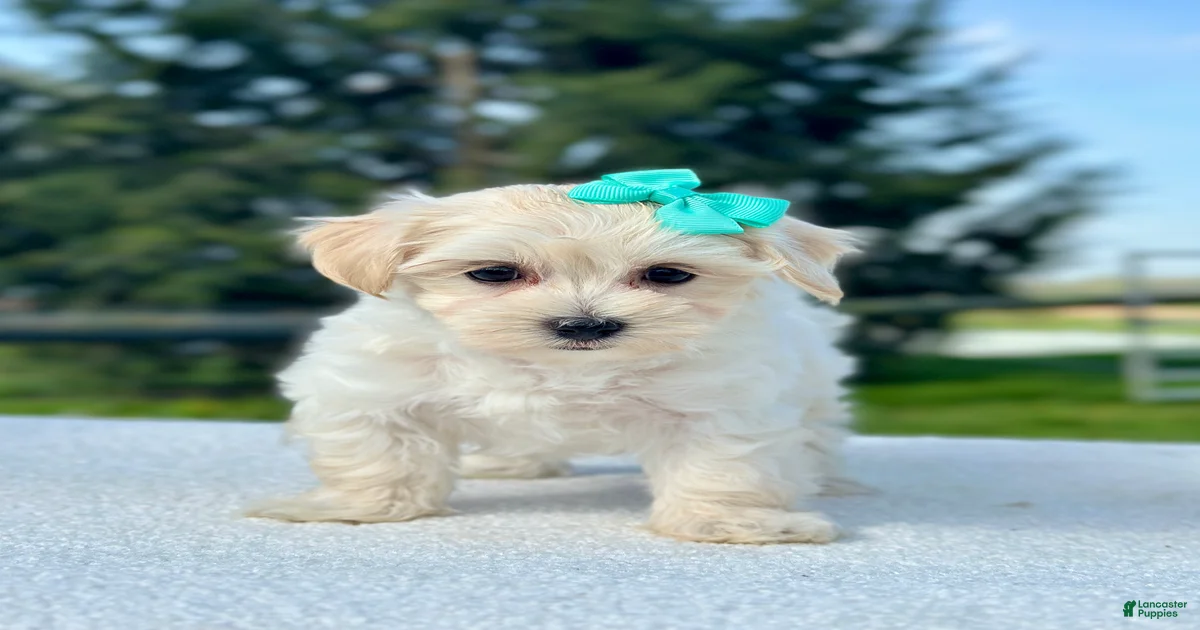 Maltipoo Puppies for sale in Columbus, Ohio | Lancaster Puppies