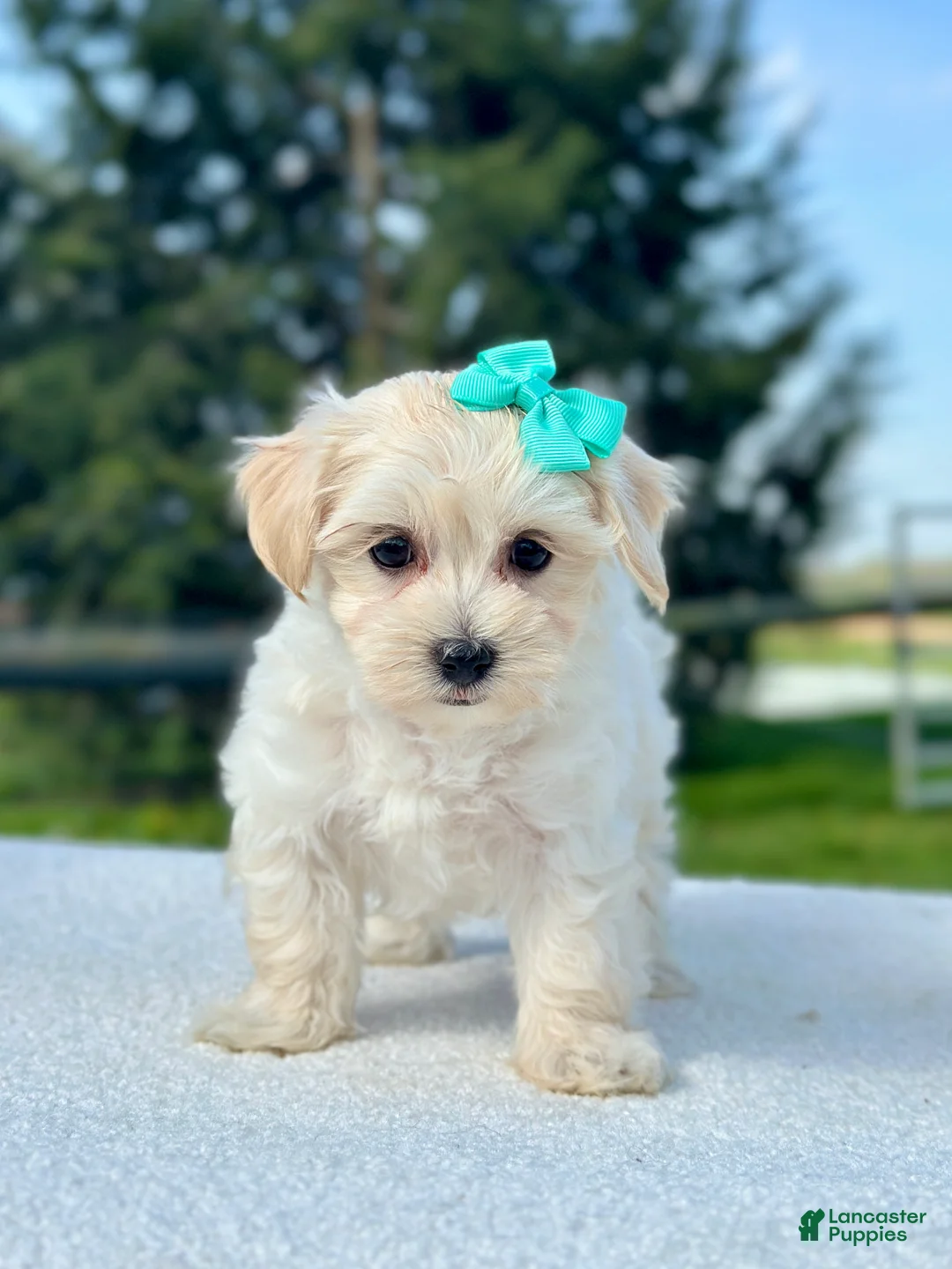 Maltipoo dogs for sale: Girl Maltipoo 1 - Ad 1