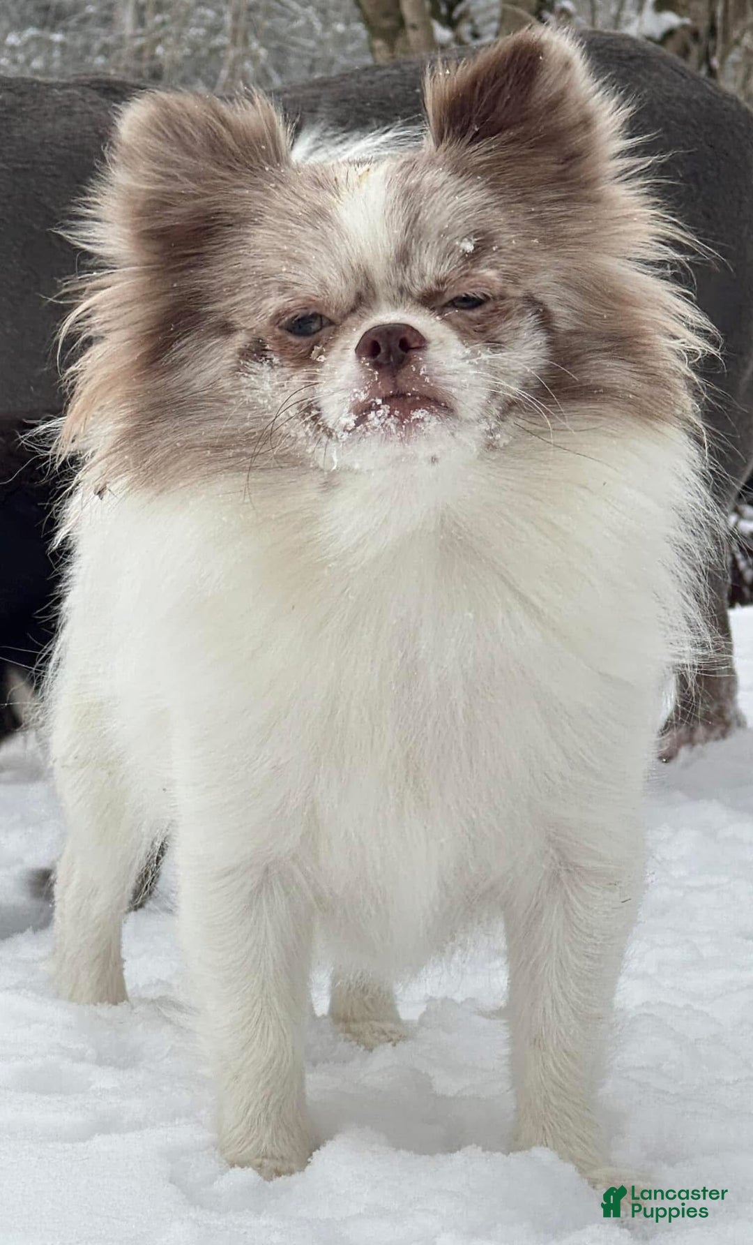 Chihuahua dogs for sale: Chocolate Girl - Ad 6