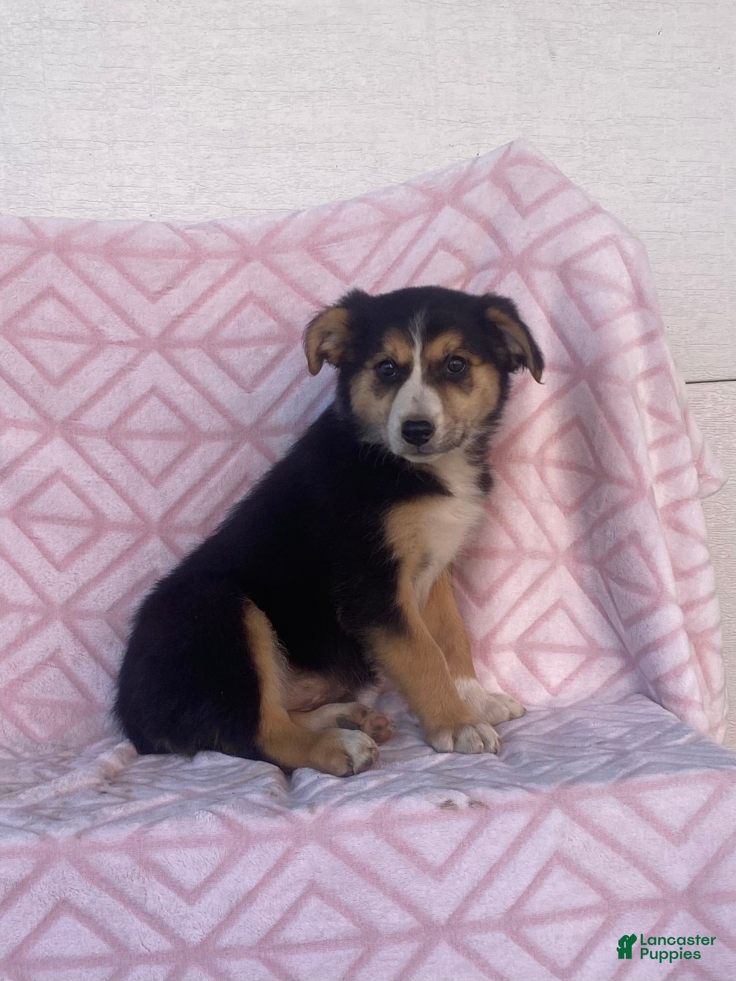 Australian Shepherd dogs Australian Shepherd 4 - Ad 2
