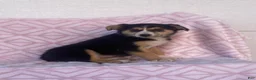 Australian Shepherd dogs for sale: Australian Shepherd 4 - Ad 2
