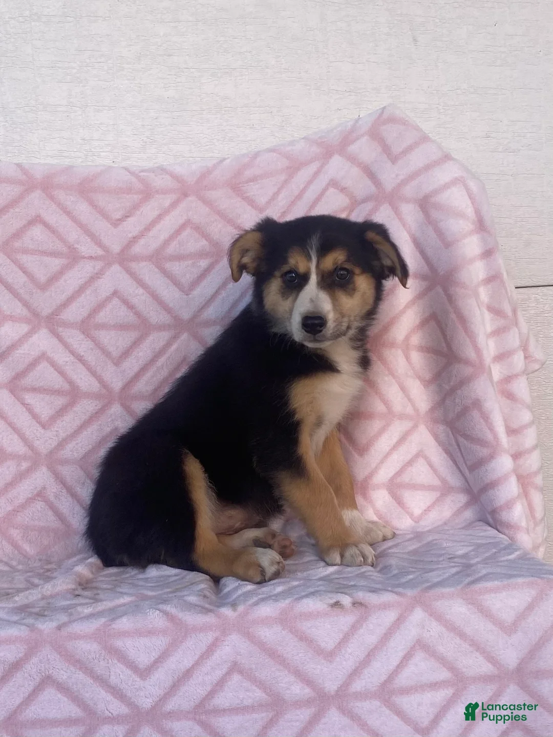 Australian Shepherd dogs for sale: Australian Shepherd 4 - Ad 2