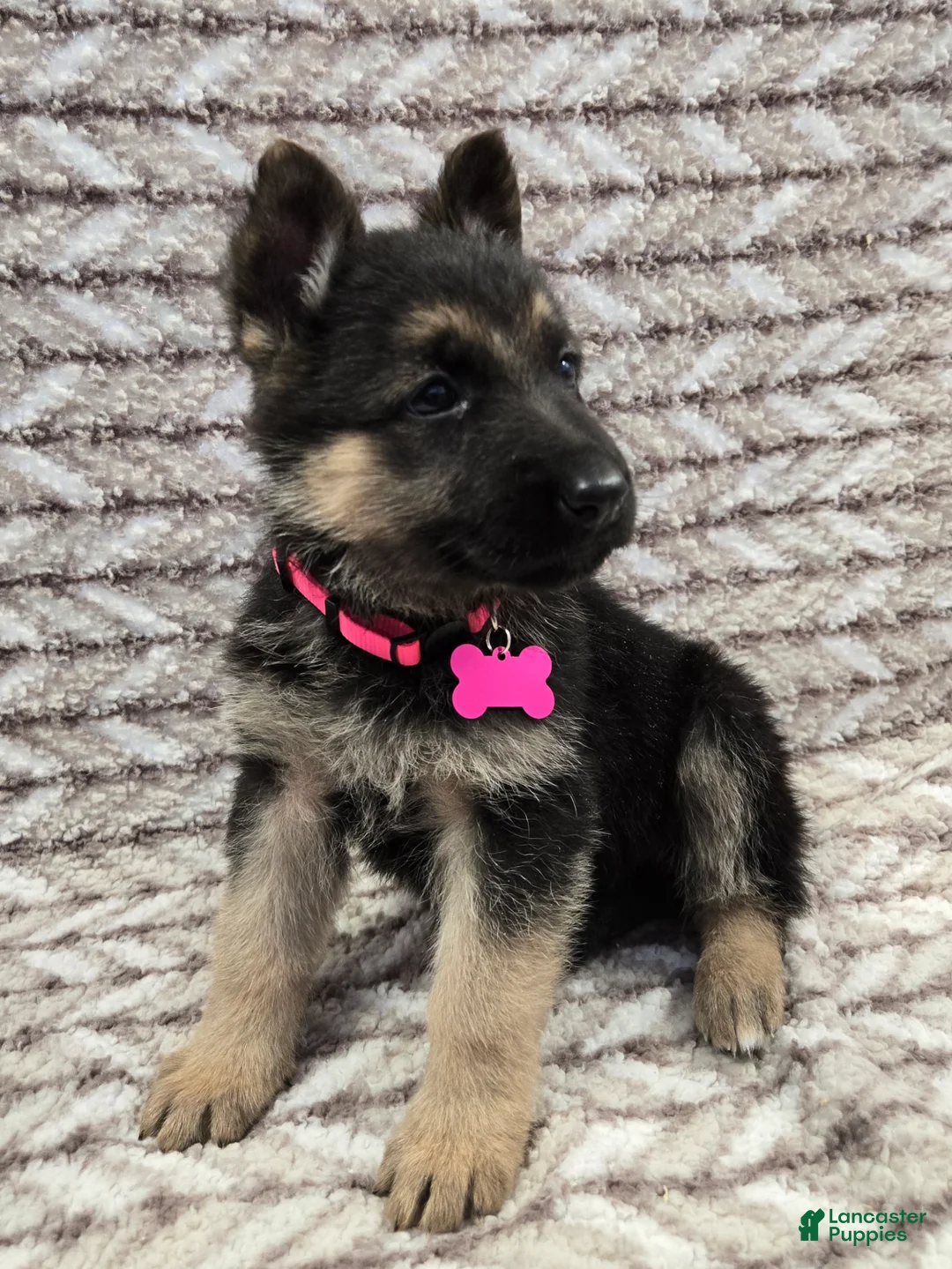 German Shepherd dogs for sale: Arlo - Ad 1