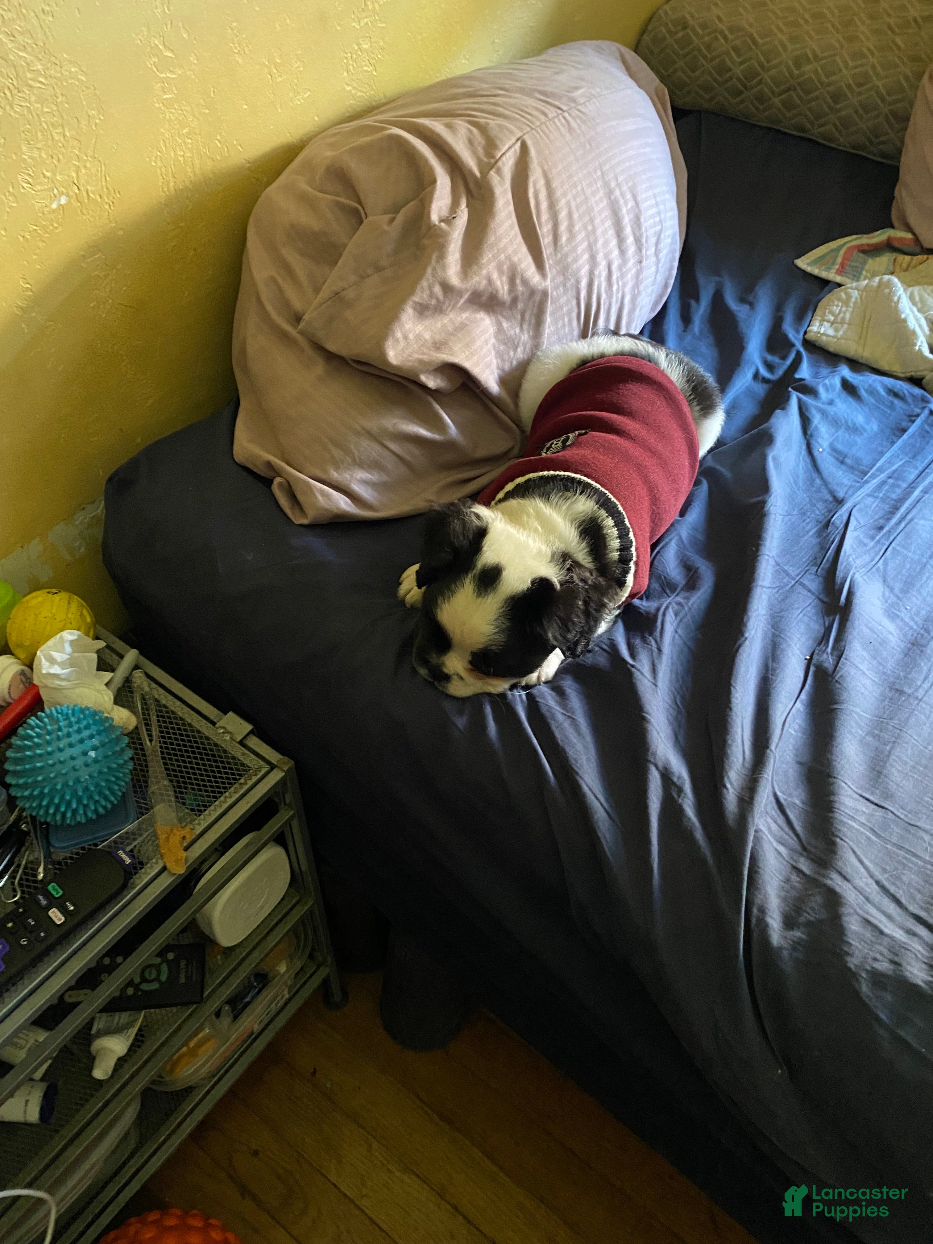 French Bulldog dogs Bugatti - Ad 2