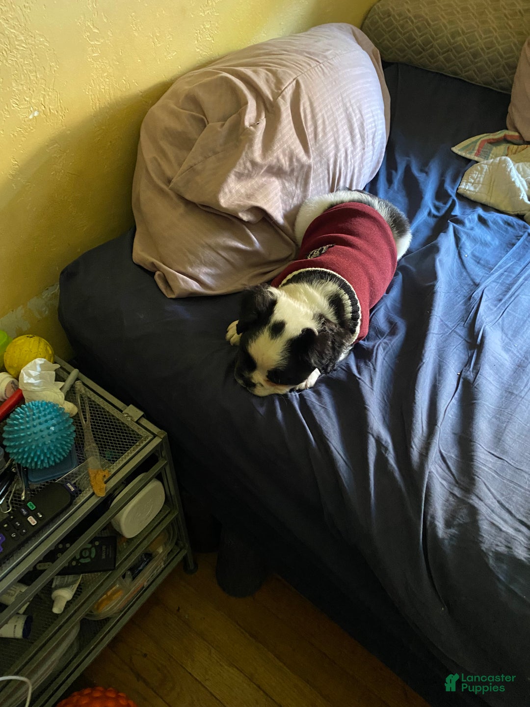 French Bulldog dogs for sale: Bugatti - Ad 2