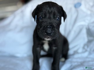 Great Dane dogs - Ad 32