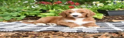 Goldendoodle dogs for sale: Raffi - Ad 3