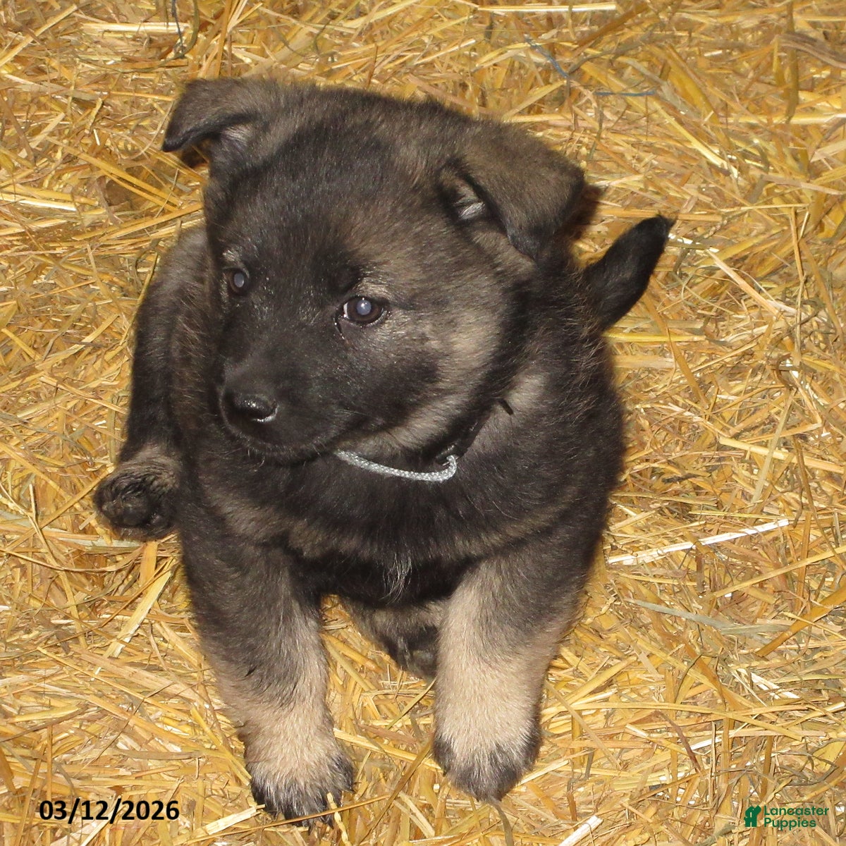 Norwegian Elkhound dogs Magnus - Ad 2