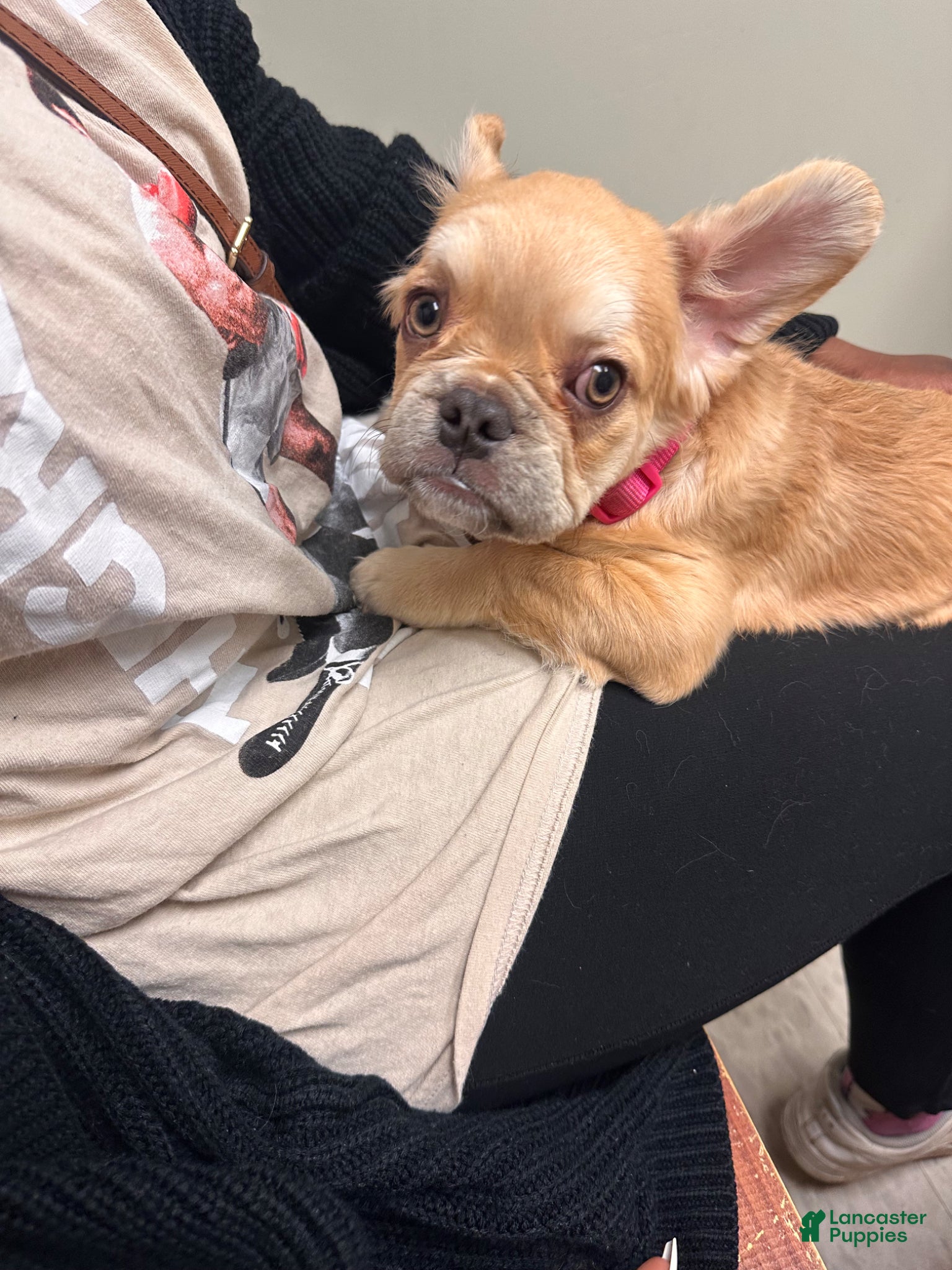 French Bulldog dogs for sale: French Bulldog Puppy 1 - Ad 5