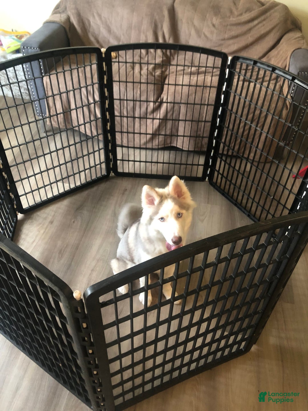 Gallery Image {{count}}