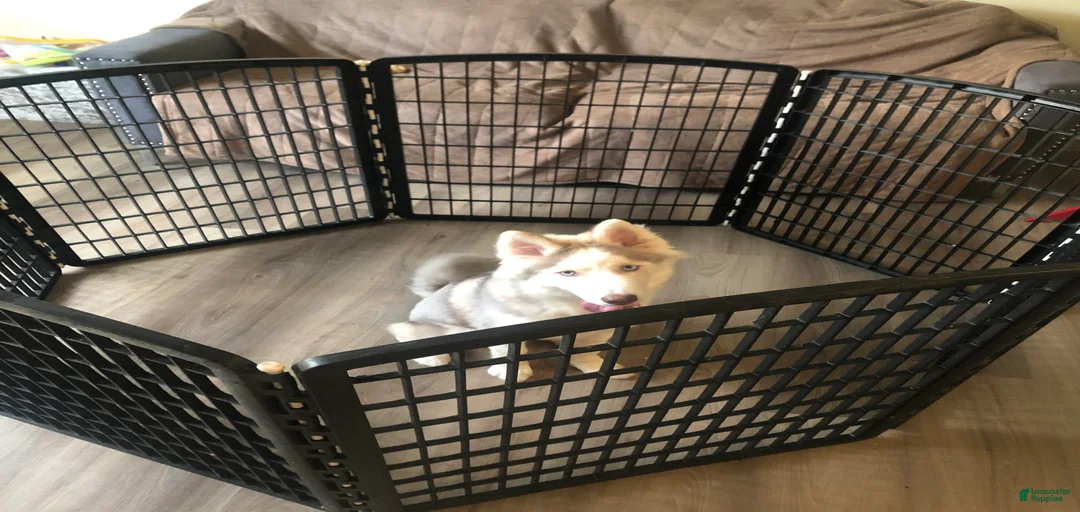 Gallery Image {{count}}