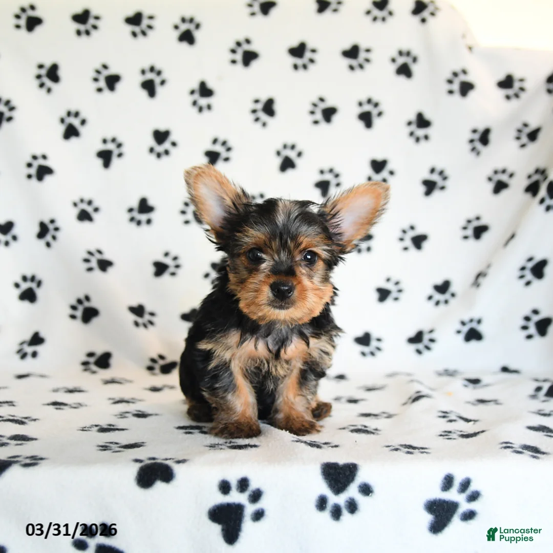 Yorkshire Terrier dogs for sale: Ida - Ad 5