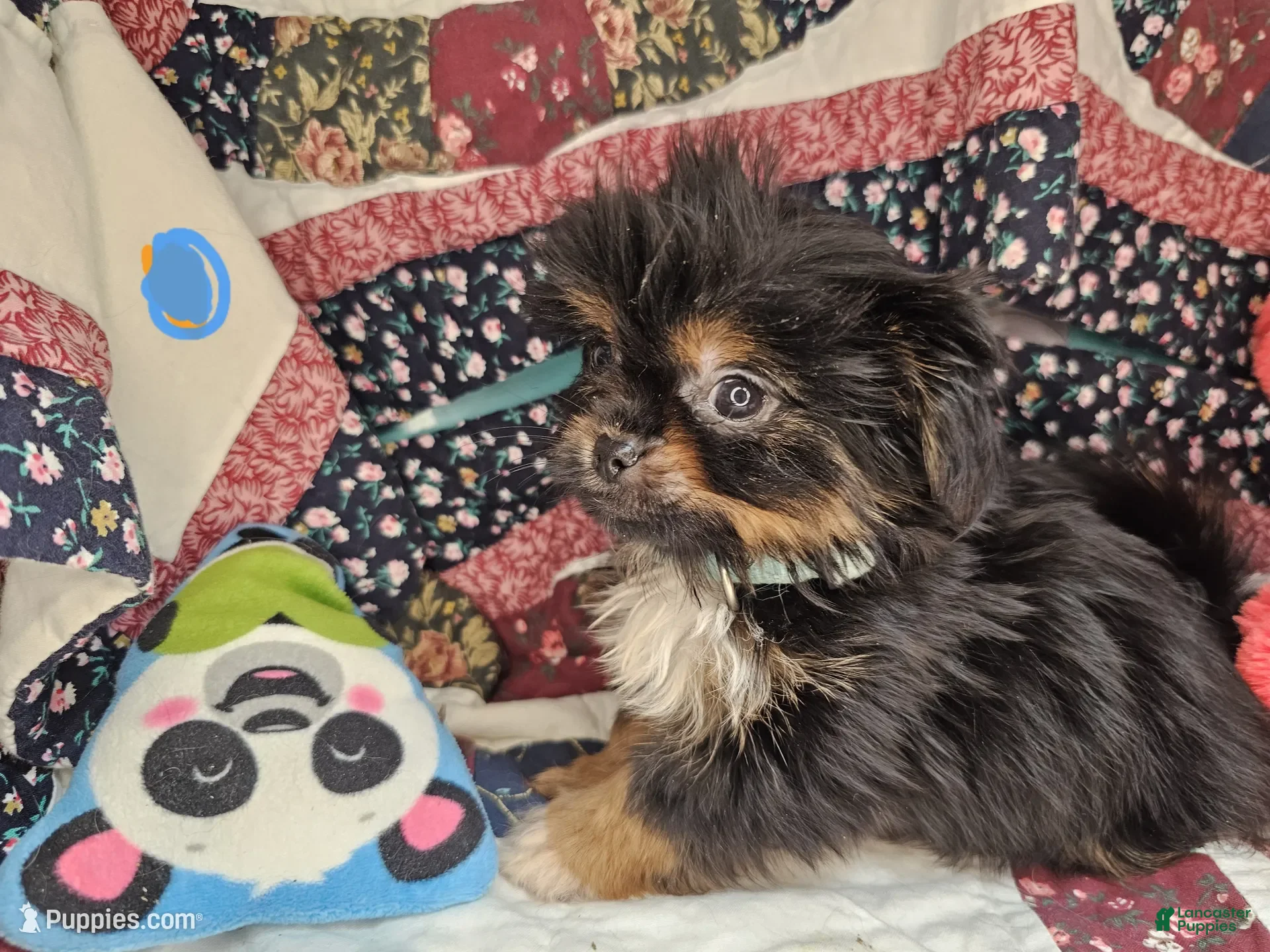 Mixed Breed dogs Ira Gershwin [Peke + Yorkie] - Ad 16