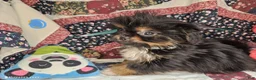 Mixed Breed dogs for sale: Ira Gershwin [Peke + Yorkie] - Ad 1