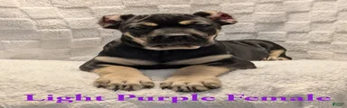 Light Purple 