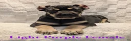 Cane Corso dogs for sale: Light Purple  - Ad 1