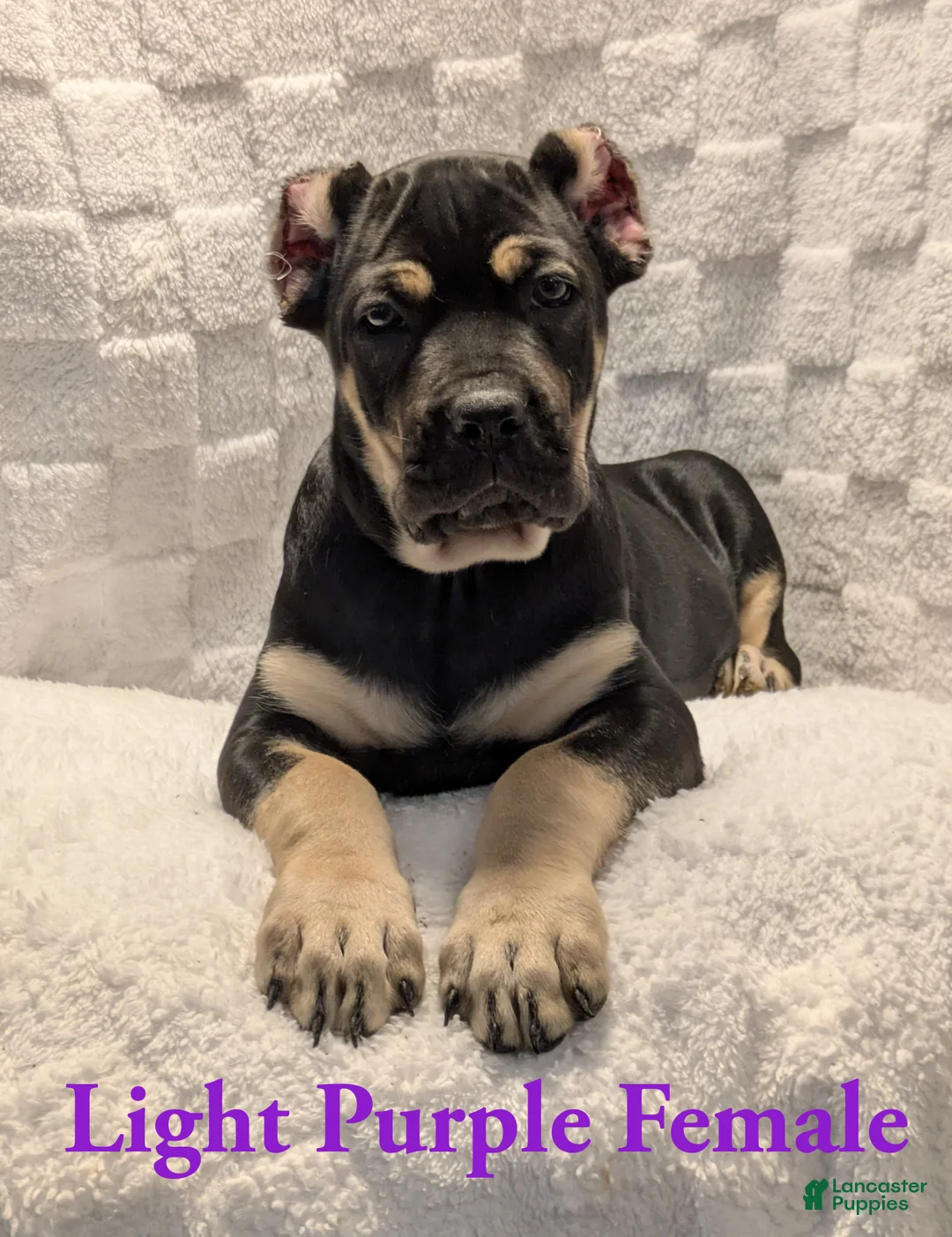 Cane Corso dogs for sale: Light Purple  - Ad 1